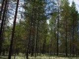 лесной бизнес с нуля